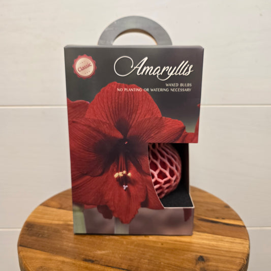 【Waxed Amaryllis bulb】